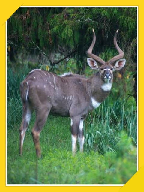 6-Days Bale Mountain Trekking and Wildlife Spotting Tour - Good To Know