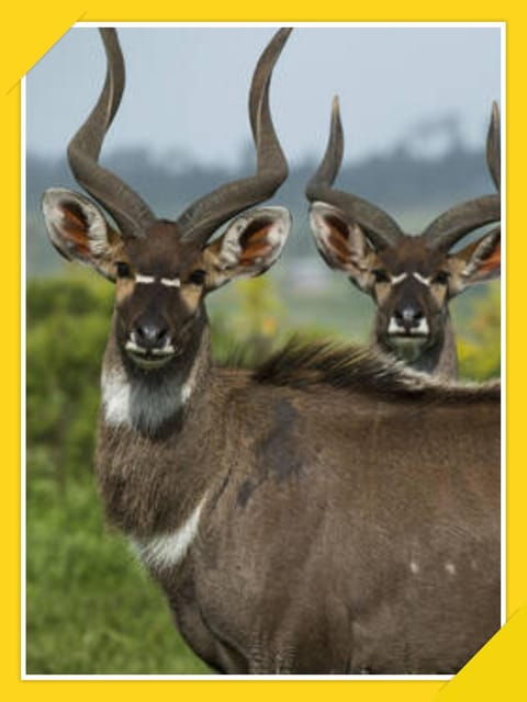 6-Days Bale Mountain Trekking and Wildlife Spotting Tour - Pricing and Reservations