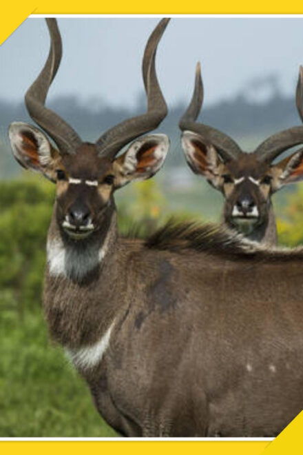 6-Days Bale Mountain Trekking and Wildlife Spotting Tour - Wildlife Highlights