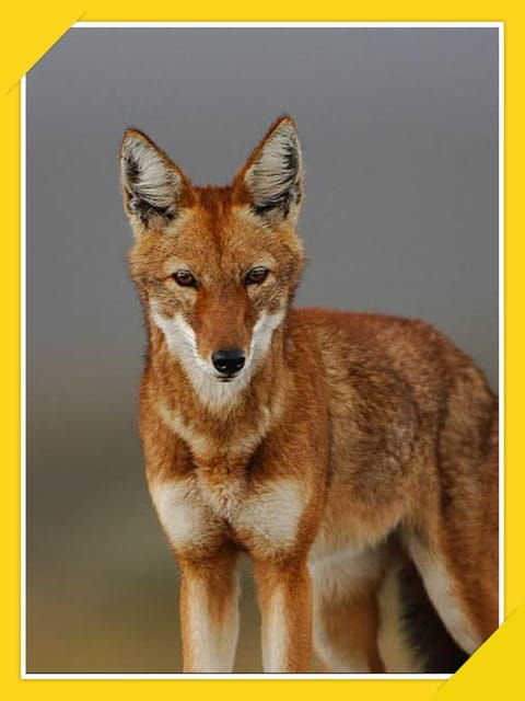 6-Days Bale Mountain Trekking and Wildlife Spotting Tour - Scenic Highlights