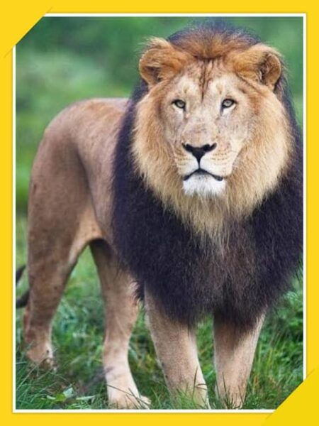 6-Days Bale Mountain Trekking and Wildlife Spotting Tour - Important Information