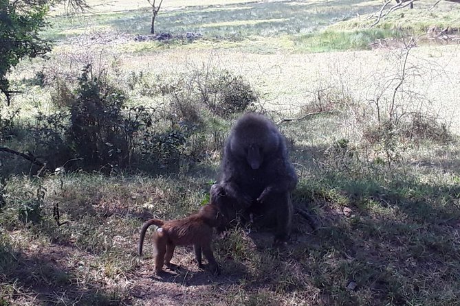 6 Days Best of Kenya Safaris Maasai Mara-Lake Nakuru Amboseli National Park - Tour Overview