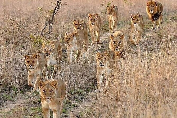 6 Days Best of Kenya Safaris Maasai Mara-Lake Nakuru Amboseli National Park - Wildlife Encounters