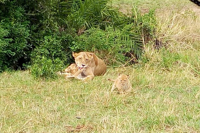 6 Days Best of Kenya Safaris Maasai Mara-Lake Nakuru Amboseli National Park - Frequently Asked Questions