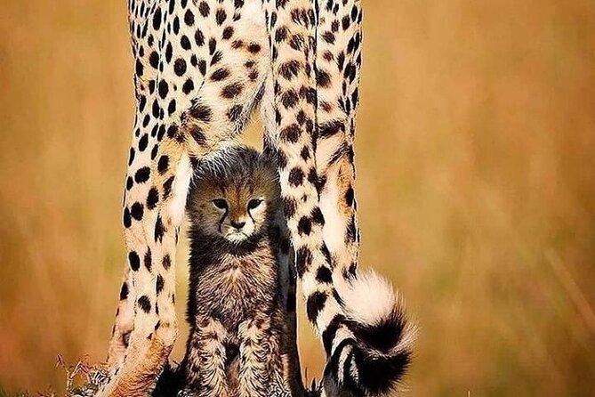 6 Days Best of Kenya Safaris Maasai Mara-Lake Nakuru Amboseli National Park - The Sum Up