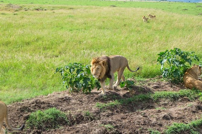 6 Days Best of Maasai Mara, Lake Nakuru and Amboseli Budget Safari - Transportation Details