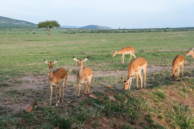 6 Days Best of Maasai Mara, Lake Nakuru and Amboseli Budget Safari - Packing Essentials