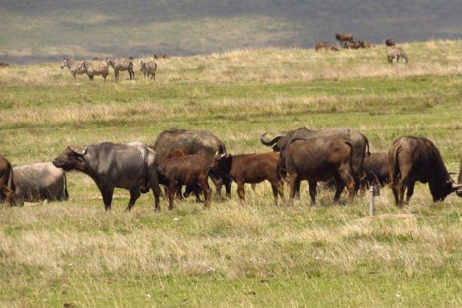 6 Days Big 5 Holiday Safari Adventure - Wildlife Encounters Schedule