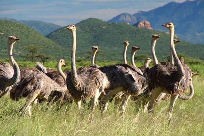 6 Days Big 5 Holiday Safari Adventure - Safari Meals Inclusions