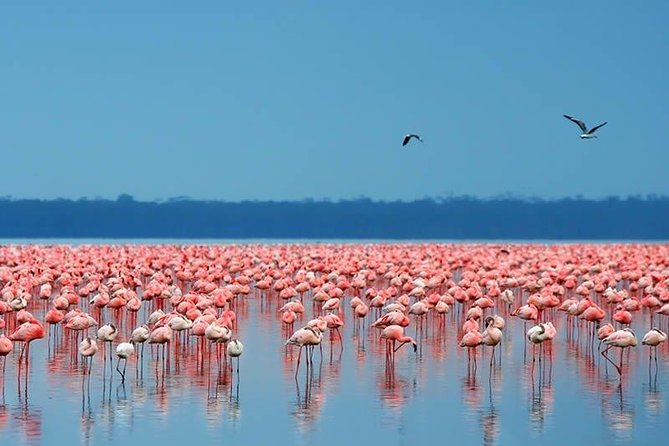 6 Days Big 5 Holiday Safari Adventure - Transportation and Pickup Logistics