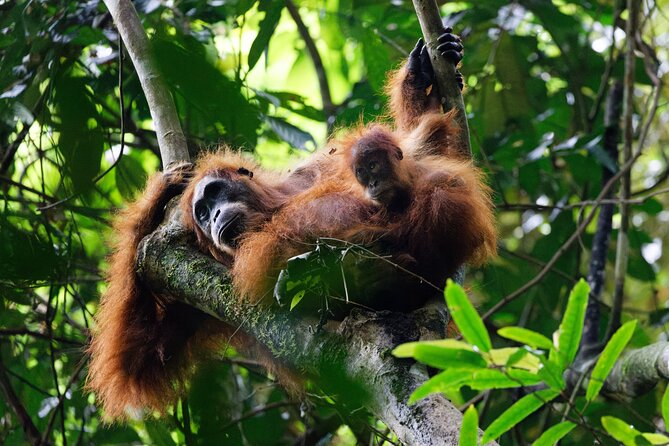 6 Days Bukit Lawang - Berastagi Tour (2D1N Jungle Treking Sunrise Hiking) - Good To Know