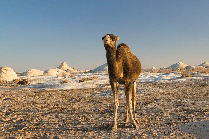 6 Days Cairo And White Desert Adventure - Tour Highlights