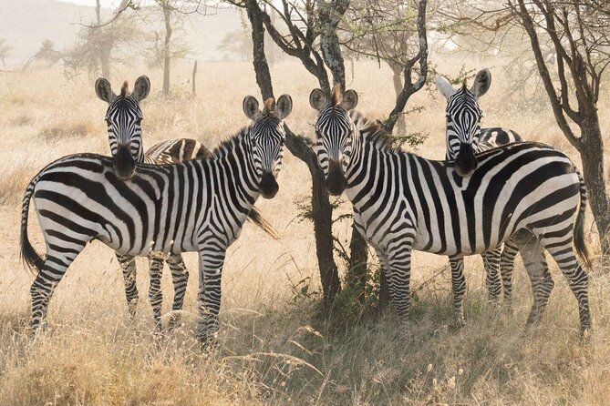 6 Days Camping Tours Lake Manyara, Ngorongoro,Serengeti National Park - Lake Manyara Exploration