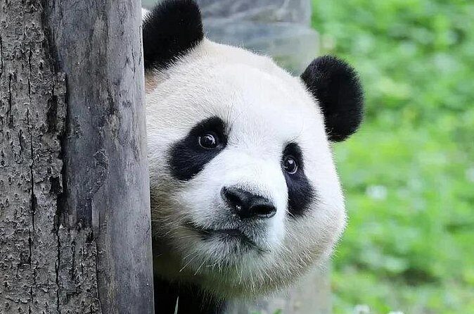 6 Days Chengdu Cultural and Night Scene Tour - Who Is This Tour Best For?