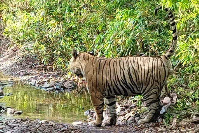 6 Days Delhi Agra Jaipur with Ranthambore Safari Road Trip - Daily Breakdown and Why Each Stop Matters