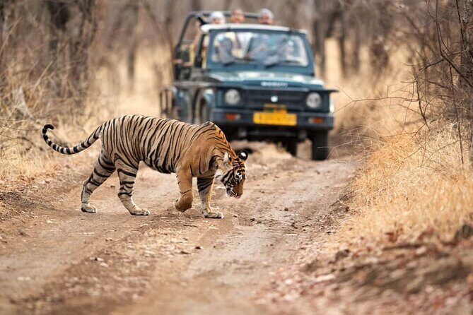 6 Days - Delhi, Agra, Ranthambore and Jaipur Private Guided Tour - Good To Know