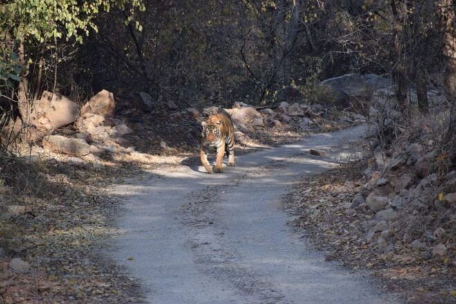 6 Days Golden Triangle India Tour With Ranthambore - Booking and Contact Information