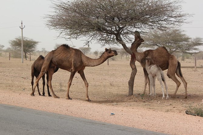 6 Days Golden Triangle Tour With Pushkar From Delhi - Meeting and Pickup Details