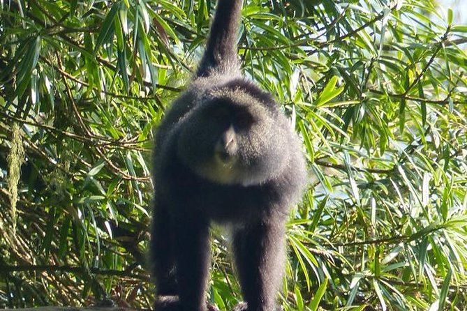 6 Days Gorilla & Chimpanzee Safari in Uganda - Departure and Farewell
