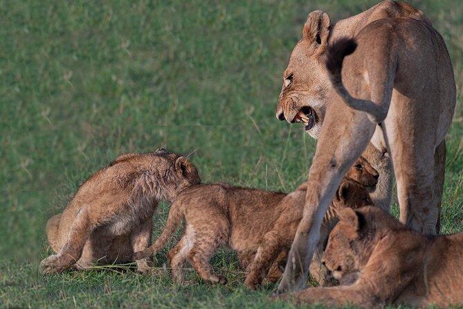 6 Days Gorilla Trekking With Queen Elizabeth National Park - Good To Know