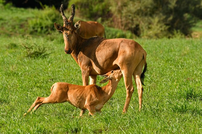 6 Days Gorilla Trekking With Queen Elizabeth National Park - Meal Plan
