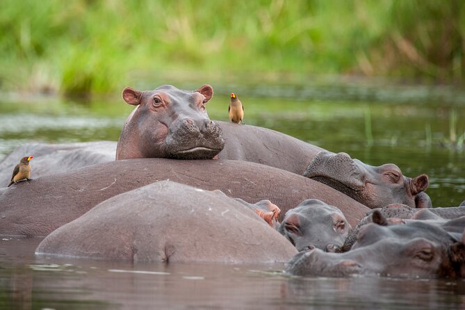 6 Days Gorilla Trekking With Queen Elizabeth National Park - Pickup and Meeting Information