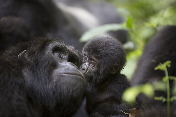 6 Days Gorilla Trekking With Queen Elizabeth National Park - Cancellation Policy
