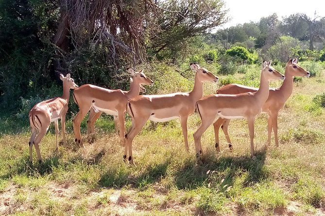 6 Days Guided Safari: Nairobi / Lake Nakuru / Lake Naivasha / Masai Mara N R - Booking Information and Pricing