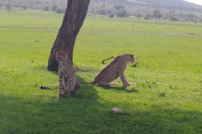 6 Days in Masai Mara Interactiv, Lake Nakuru and Amboseli - The Sum Up