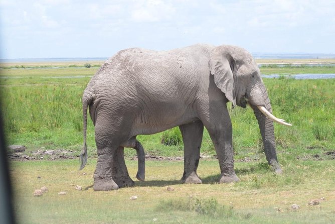 6 Days in Masai Mara- Lake Nakuru- Amboseli - Booking Information and Pricing