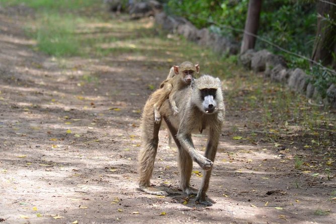 6 Days in Masai Mara- Lake Nakuru- Amboseli - Frequently Asked Questions