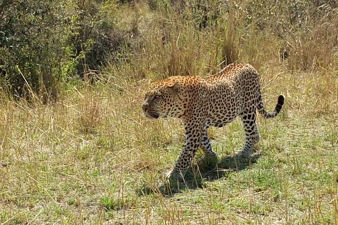 6 Days in Masai Mara- Lake Nakuru- Amboseli National Park - Masai Mara National Reserve