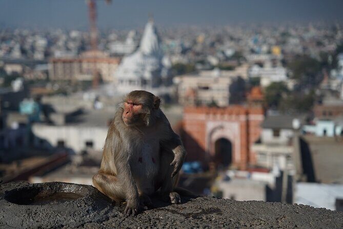 6 Days India Tour - One Life Adventures - Day 3: The Taj Mahal from a Quiet Perspective