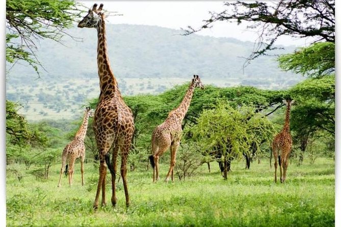 6 Days Join Group Safari Serengeti,Ngorongoro, Lake Manyara, Tarangire, Arusha - Customer Reviews