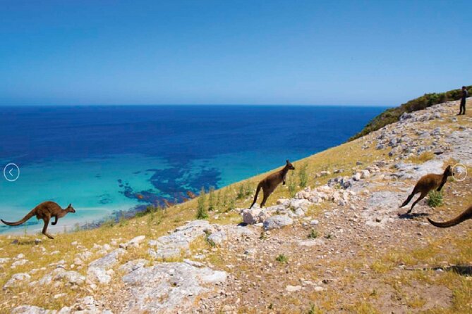 6 Days Kangaroo Island & Adelaide Shared Tour - Itinerary Highlights