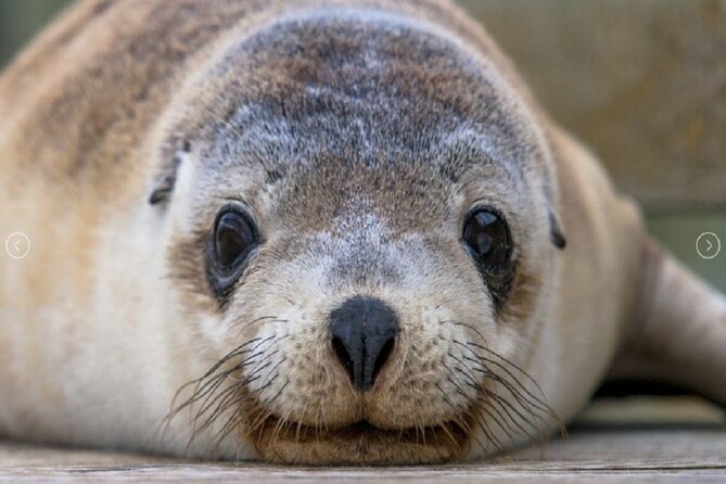 6 Days Kangaroo Island & Adelaide Shared Tour - Optional Activities