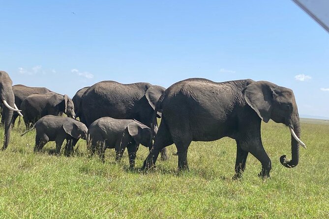 6 Days Kenya Budget Group Safari - What To Expect During the Safari