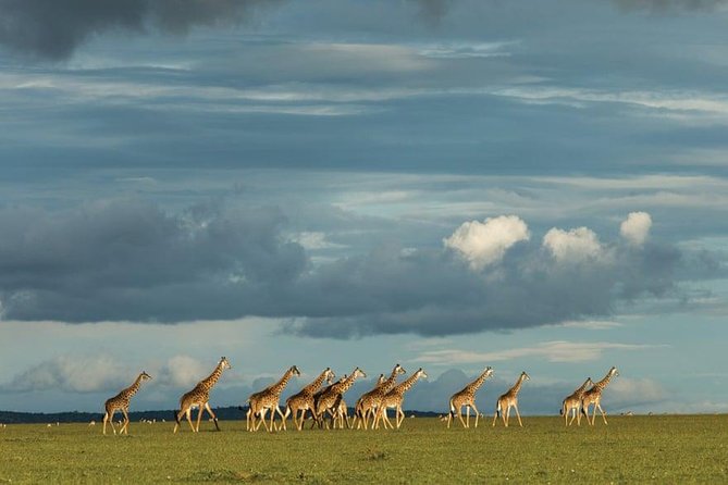 6 Days Kenya Lodge Safari Packages - Good To Know