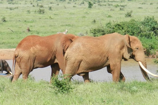 6 Days Kenya Lodge Safari Packages - What To Expect During Safari
