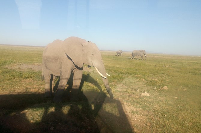 6 Days Kenya Maasai Mara, Lake Nakuru, and Amboseli National Park - Transportation and Guides