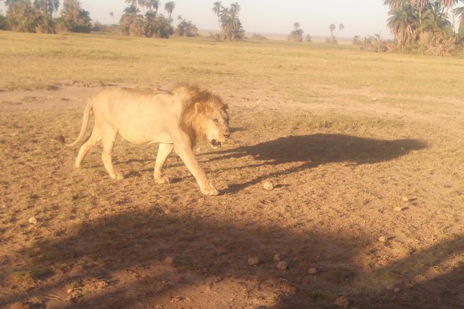 6 Days Kenya Maasai Mara, Lake Nakuru, and Amboseli National Park - Booking Information and Pricing