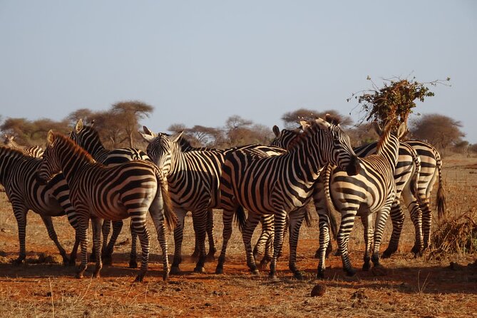 6 Days Kenya Masai Mara,Lake Nakuru & Amboseli Wildlife Safari - Accommodations Included