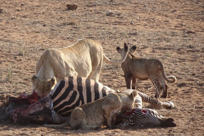 6 Days Kenya Masai Mara,Lake Nakuru & Amboseli Wildlife Safari - Wildlife Encounters