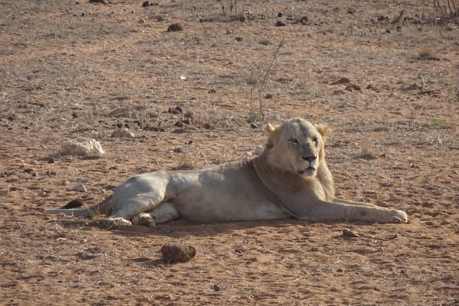 6 Days Kenya Masai Mara,Lake Nakuru & Amboseli Wildlife Safari - Cultural Experiences