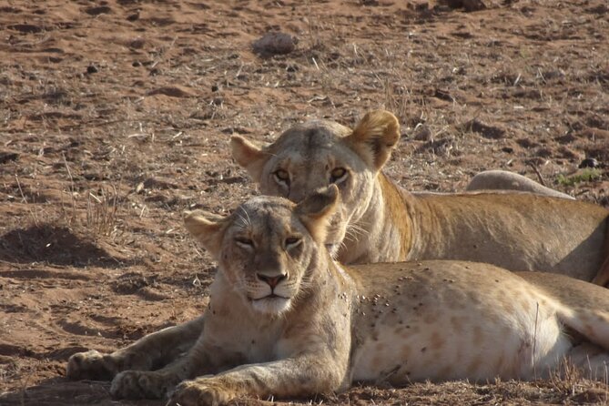 6 Days Kenya Masai Mara,Lake Nakuru & Amboseli Wildlife Safari - Booking Information