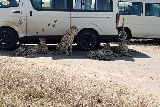 6 Days Kenya Masai Mara,Lake Nakuru & Amboseli Wildlife Safari - Frequently Asked Questions