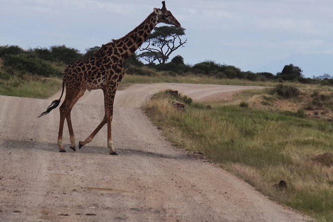 6 Days Kenya Safari - Wildlife Encounters
