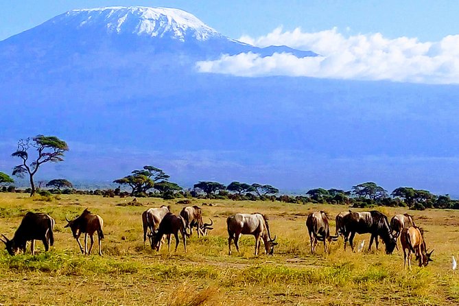 6 Days Kenya Safari - The Sum Up