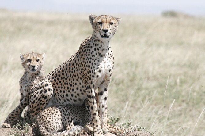 6 Days Kenya Tanzania Combined Safari - 4 Star Lodges - Lodge Accommodations