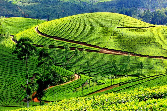 6 Days Kerala Honeymoon Tour - Itinerary Highlights